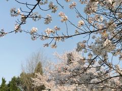 -武汉大学-樱园