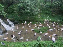 -吉隆坡雀鸟公园