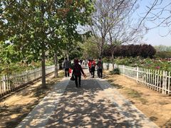 -曹州牡丹园