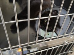 -乐琪宠物医院·犬猫专科·骨外科·急重症
