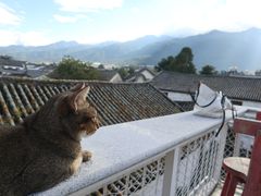 -喵屿·大理花园猫咖