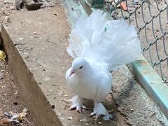 -合肥野生动物园