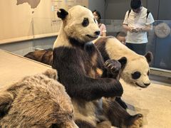 -Behring World of Animals(上海自然博物馆店)
