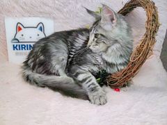 -十年猫舍·猫咪专门店(普陀店)