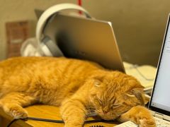 -藏猫猫咖啡主题馆(中央大道店)