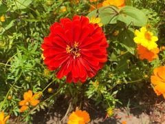 -上海长兴岛郊野公园