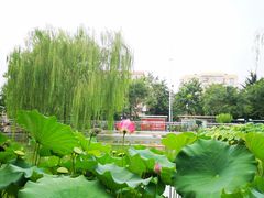 -黄村公园