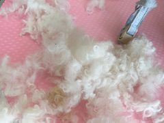 -北京观赏动物医院·24小时大型综合·猫专科·异宠专科