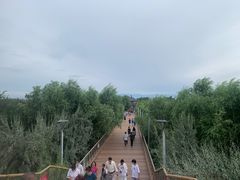 -伊犁河风景区