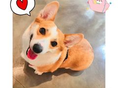 -PETKIT 小佩宠物·低压洗护·美容·寄养(安远店)