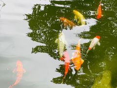 -园林格兰云天大酒店-太极名厨中餐厅