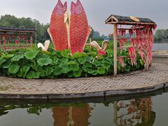 -白洋淀景区