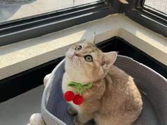 -柚子猫舍·精品猫舍购猫·猫咪认养·购宠·宠物店