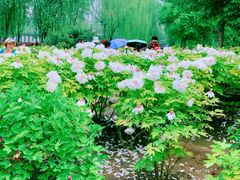 -莲花池公园