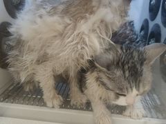 -佳雯宠物医院·皮肤科·内外科(春晓路分院)