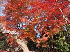-常寂光寺