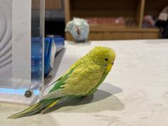 -乐山上善居·养心禅景酒店(世豪广场高铁站店)