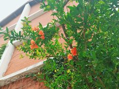 -北京大学燕东园