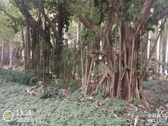 -金花茶公园