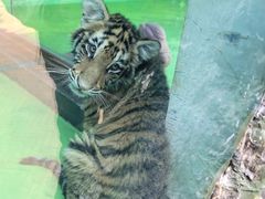 -栾川竹海野生动物园