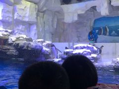 -华夏文旅海洋公园