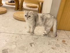 -飞行喵MR PILOT|猫舍·猫咖(静安大融城店)