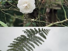 -三圣花乡旅游区