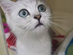 -佳雯宠物医院·皮肤科·内外科(春晓路分院)