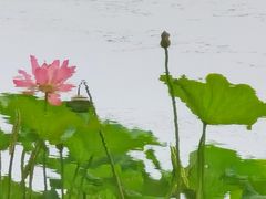 -西青郊野公园