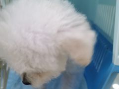 -唐小姐の猫狗洗护·购宠旗舰店(周浦万达店)