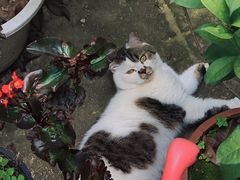 -梵猫·轻客栈(大理古城北门店)
