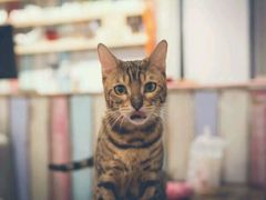 -小时光咖啡馆(开森度假森林店)