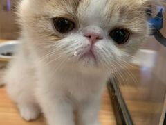 -袖虎·猫馆(体育西路店)
