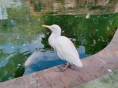 -吉隆坡雀鸟公园