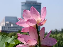 -莲花池公园