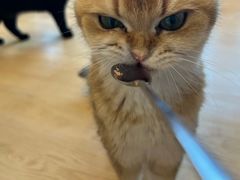 -有喵·猫咖·狗咖·30几只猫10只小狗(岗厦店)
