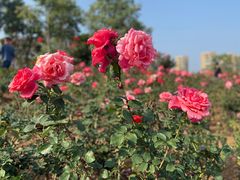 -深圳国际园林花卉博览园