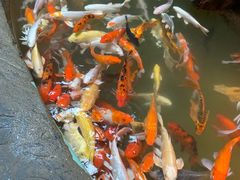 -正佳雨林生态植物园