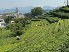 -龙坞茶村