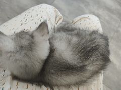 -楼上猫咖(罗湖店)