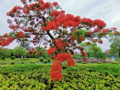 -厦门邮轮中心厦鼓码头(轮渡站)