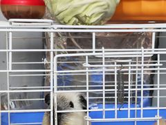 -楼上猫咖(罗湖店)