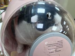 -动物缘宠物医院·骨科·猫科(西二环店)