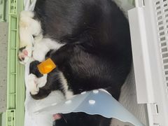 -纳吉亚猫专科动物诊疗中心(蒋宅口分院)