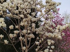 -大兴滨河森林公园