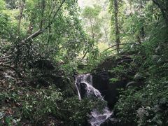 -莫里热带雨林景区