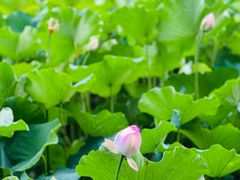 -四川大学(华西校区)