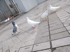 -绵阳人民公园(涪城区)