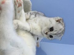 喵的天空-喵的天空名猫咖啡馆·撸猫·猫舍·用品