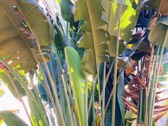 -南国桃园旅游度假区